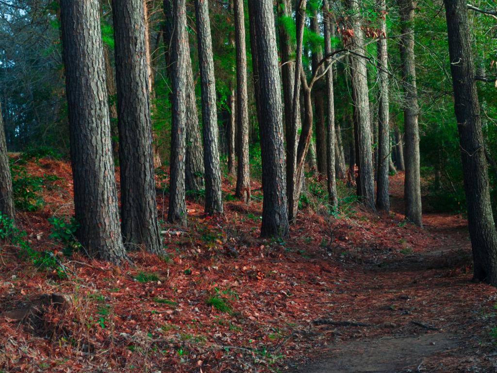 Tyler State Park, USA with tall trees and red coloured leaves fallen on the ground.