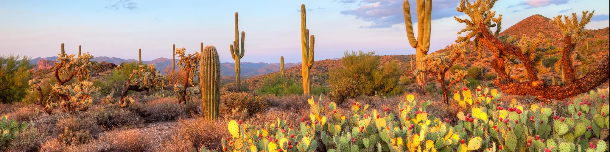 Sonoran Desert, Arizona, USA with late light illuminating the Saguaros in the Sonoran Desert.