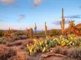 Sonoran Desert, Arizona, USA with late light illuminating the Saguaros in the Sonoran Desert.