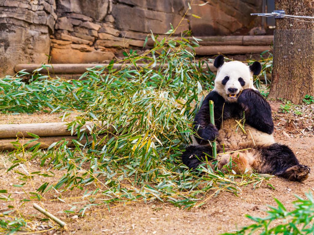 Giant Panda Bear Eating Bamboo at the Zoo. Selective focus.