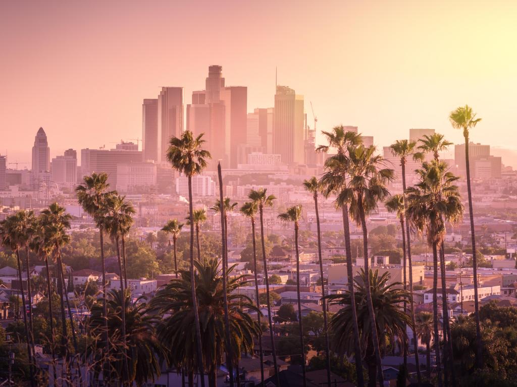 Beautiful sunset of Los Angeles downtown skyline and palm trees in foreground