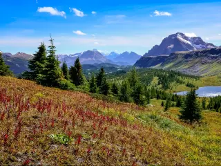 Banff National Park, Alberta, Canada with a scenic view of mountains in the distance, wildflowers in the foreground and trees and a lake between on a sunny and clear day.