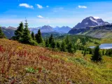 Banff National Park, Alberta, Canada with a scenic view of mountains in the distance, wildflowers in the foreground and trees and a lake between on a sunny and clear day.