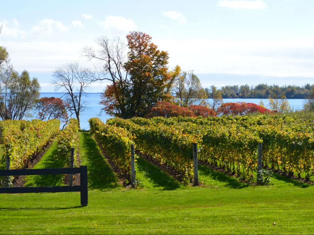 A vineyard in Prince Edward County overlooking Lake Ontario.