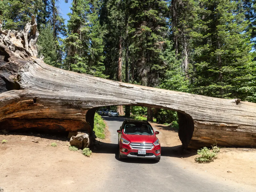 A red car driving through a tunnel in a horizontal tree log