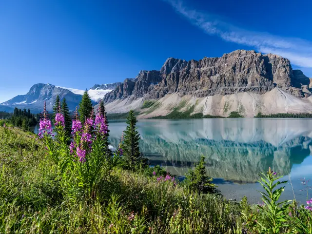 Banff, Rocky Mountains, Alberta, Canada with Bow Lake near Icefields Parkway, mountains in the distance, purple flowers in the foreground and taken on a sunny clear day.