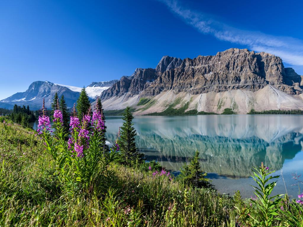 Banff, Rocky Mountains, Alberta, Canada with Bow Lake near Icefields Parkway, mountains in the distance, purple flowers in the foreground and taken on a sunny clear day.