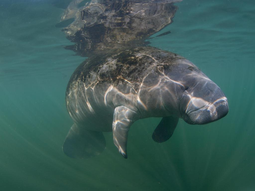 Endangered Florida Manatees at Manatee Bay 