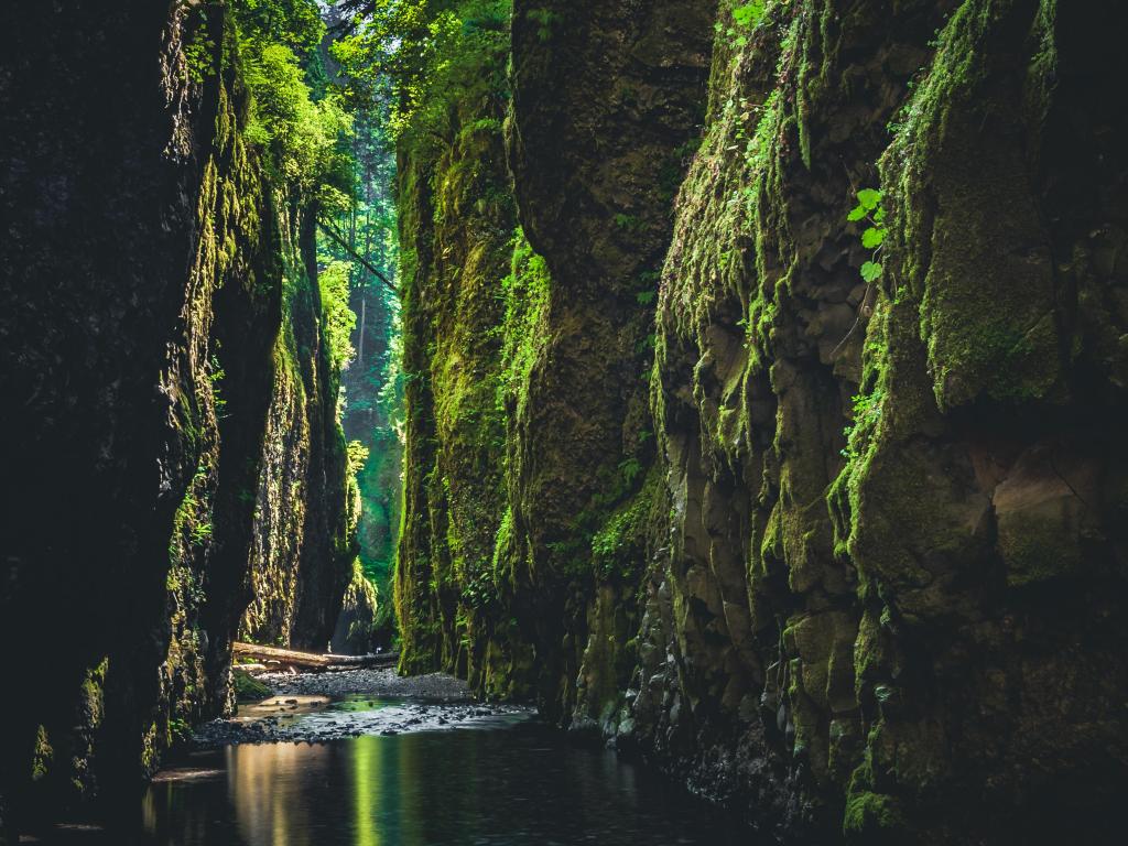 Exposed moss-covered walls of 25-million-year-old basalt