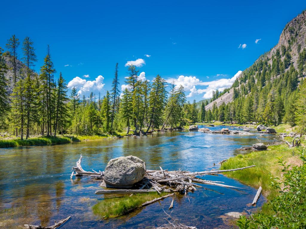 Yellowstone National Park, Wyoming, USA taken at Madison River viewpoint, with rocks and driftwood in the foreground, trees lining the lake and mountains in the distance on a clear sunny day. 