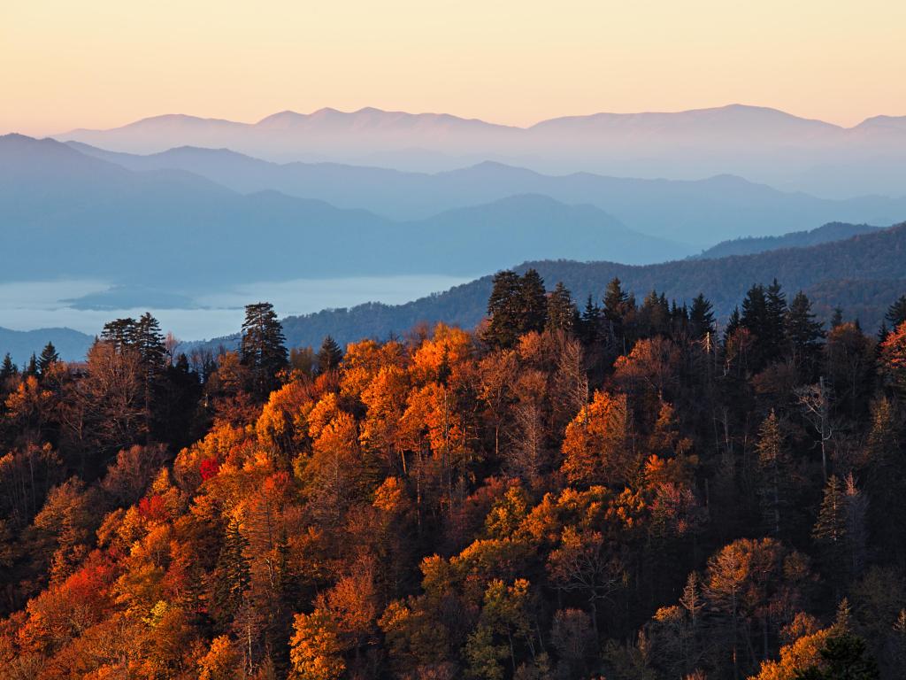 Great Smoky Mountains National Park, USA taken at sunrise during fall with golden trees in the foreground and the mountains in the distance. 