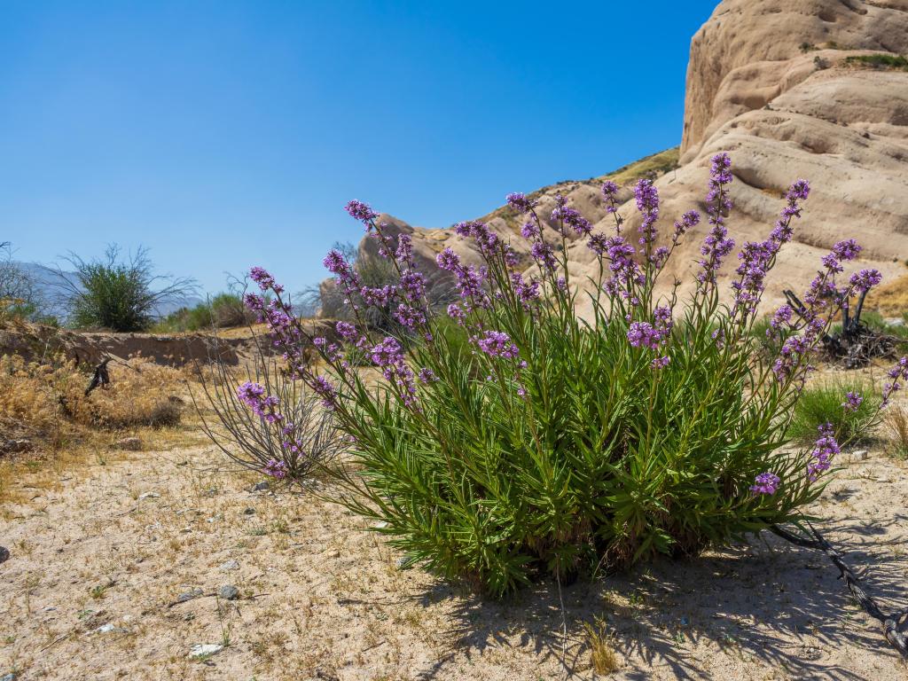 San Bernardino National Forest, California, USA with purple wildflowers at Mormon Rocks in the San Bernardino National Forest taken on a sunny day.