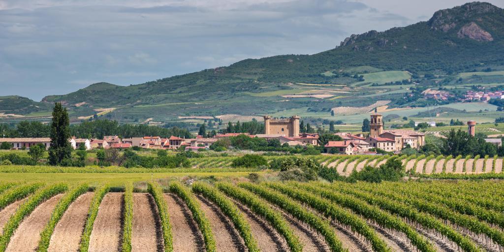 Wine vineyard in La Rioja, Spain, with mountains in the background