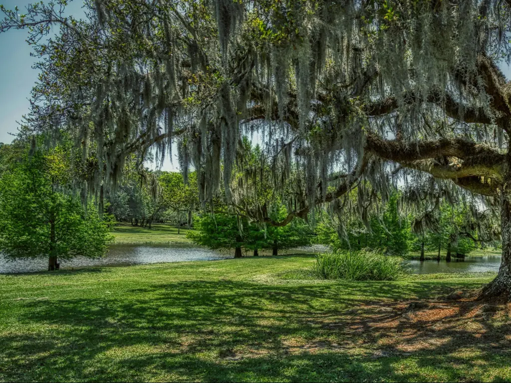 Jungle Gardens in Avery Island, Louisiana, USA taken on a sunny day with a huge tree in the foreground and water and more trees in the distance.