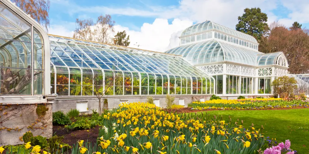 The conservatory in Seattle's Volunteer Park blooms with yellow and pink flowers