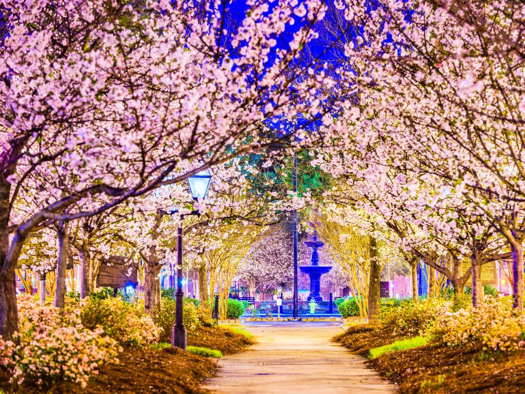 Macon, Georgia, USA in the spring with pink blossom trees leading to a water fountain.