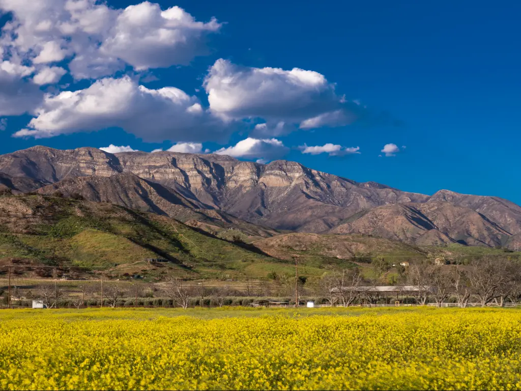 Ojai California, field of Yellow mustard and Topa Topa Mountains