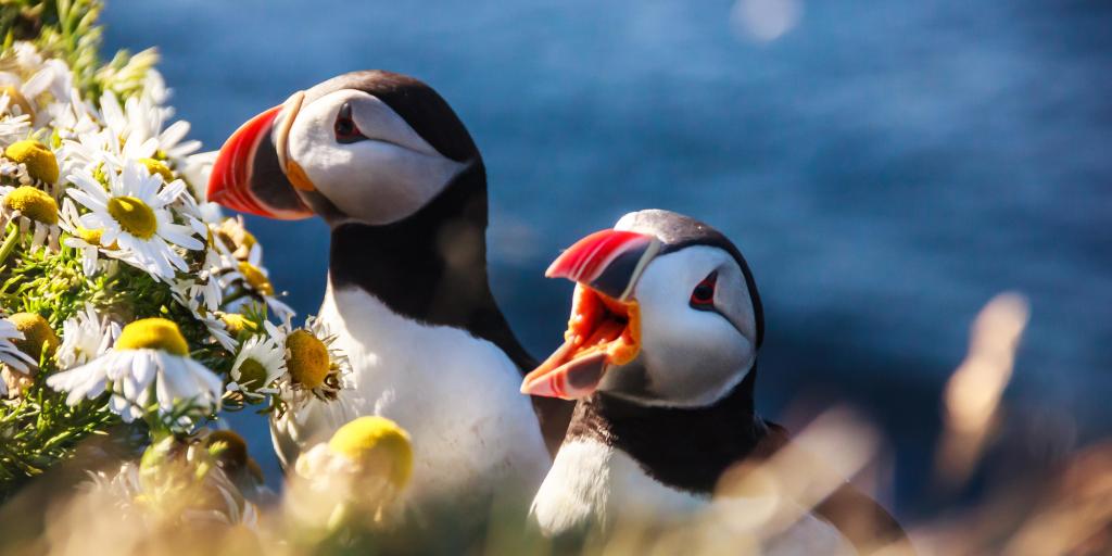Two puffins sat in a hedgerow in Iceland, surrounded by flowers