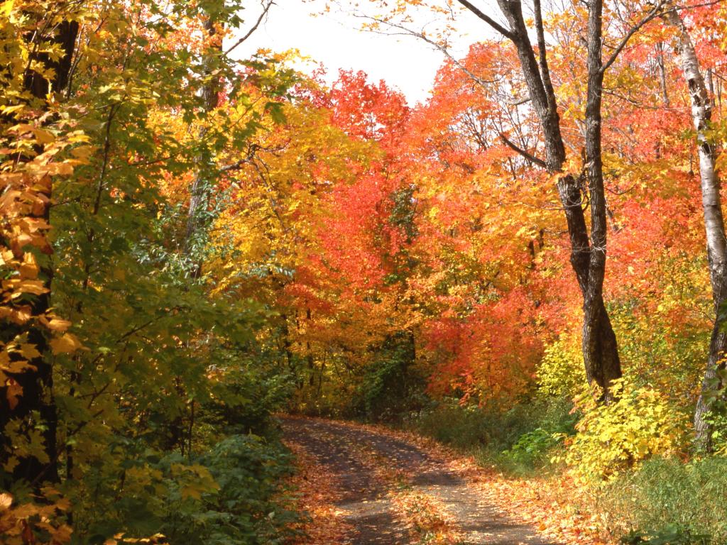 Beautiful orange and golden autumn foliage on trees that line a road