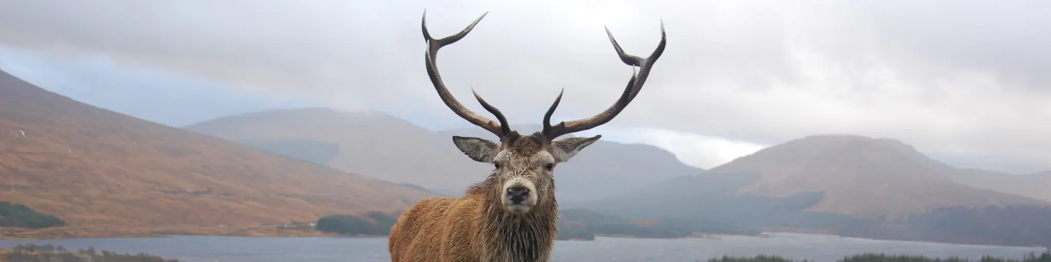 A stag stood in the middle of the road in Scotland, on a drizzly day
