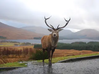 A stag stood in the middle of the road in Scotland, on a drizzly day