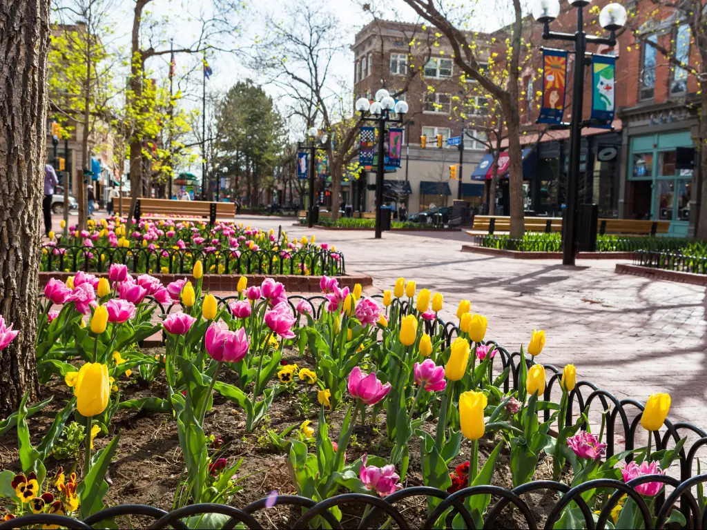 Tulips blooming in April along the Pearl Street Mall in Denver, Colorado