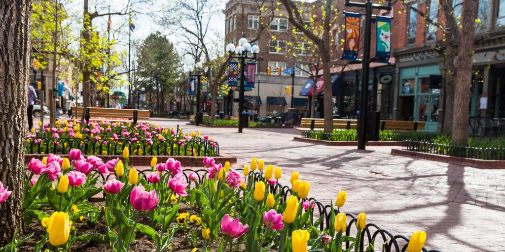 Tulips blooming in April along the Pearl Street Mall in Denver, Colorado