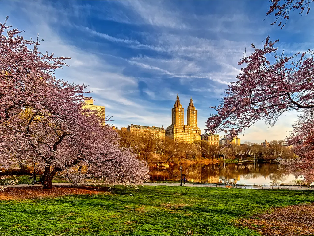 Blossoming Cherry trees reflecting the water in early spring at Central Park with the skyline of Manhattan, New York.