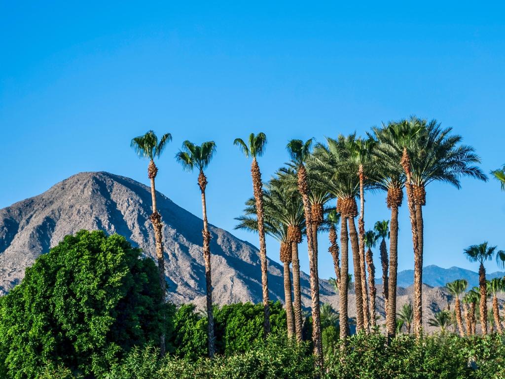A perfect blue sky, palm trees and the San Jacinto Mountains of Palm Springs California.