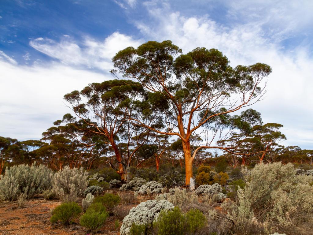 Woodland trees reflect a dramatic sunset with blue sky and white clouds