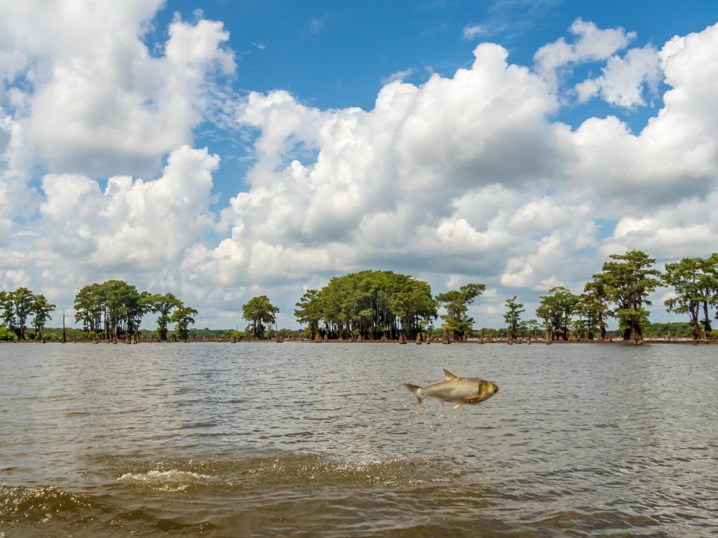 Asian carp jumping out of the water in the Atchafalaya National Wildlife Refuge