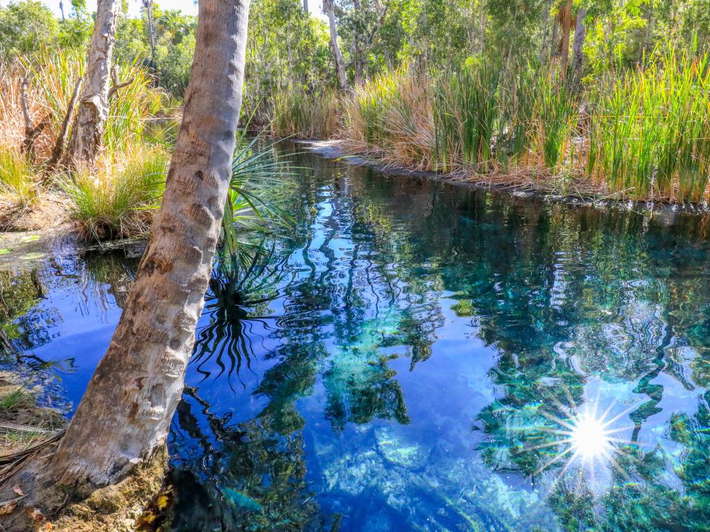 Bitter Springs, Australia with a view of thermal pool surrounded by trees and plants.