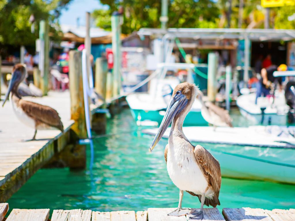 Big brown pelicans in port of Islamorada, Florida Keys.