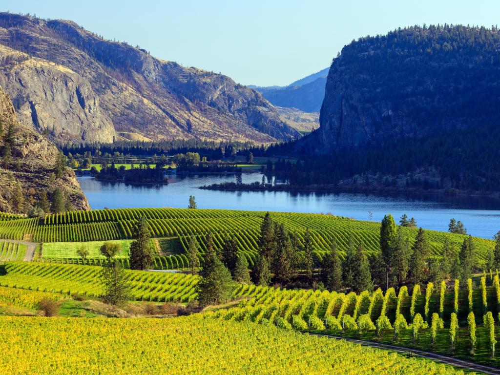 Okanagan Valley in Okanagan Falls, British Columbia, Canada with a view of Blue Mountain Vineyard with McIntyre Bluff and Vaseux Lake in the background on a sunny clear day.