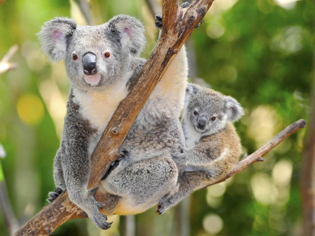 Adult and young koala in a eucalyptus tree, looking at the camera