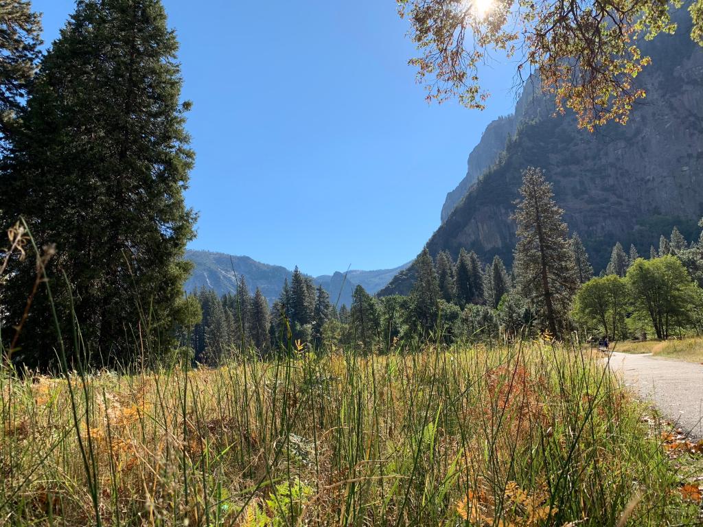 Lush meadow and forests surrounding Cook's Meadow Loop Trail pathway in Yosemite National Park