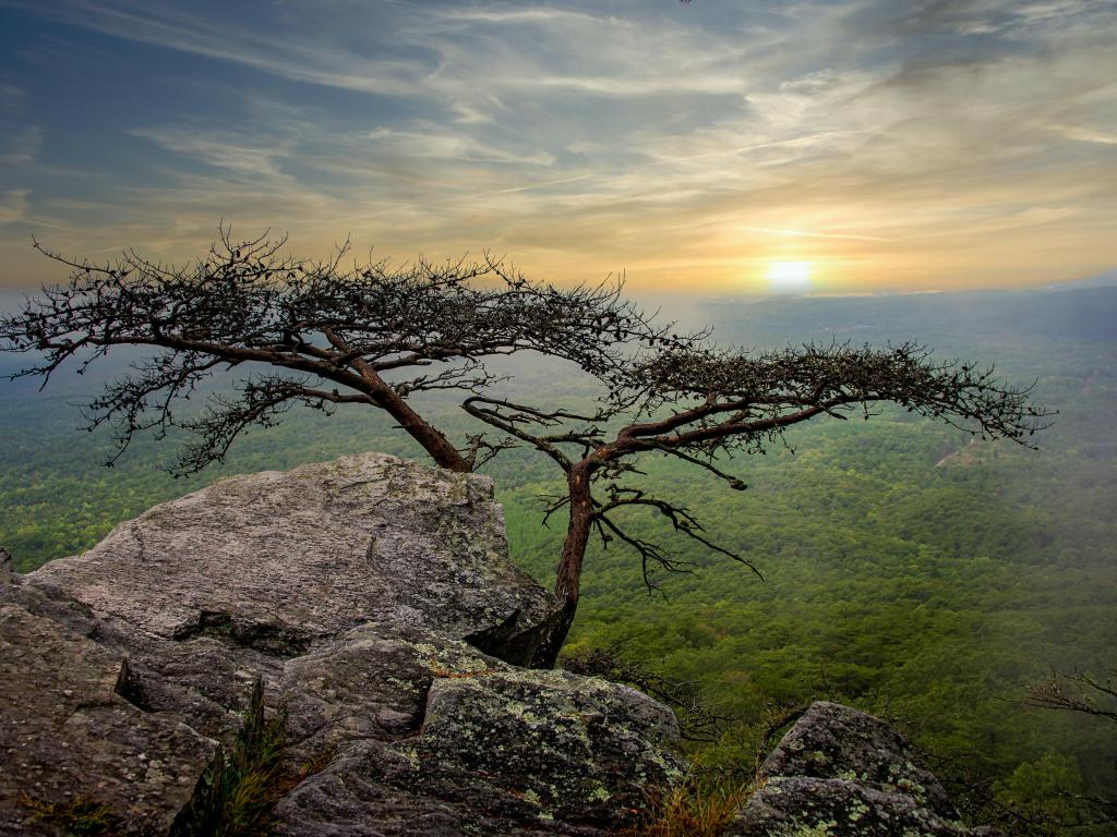 View from a high point with a tree looking over misty green forest with sun rising over the horizon