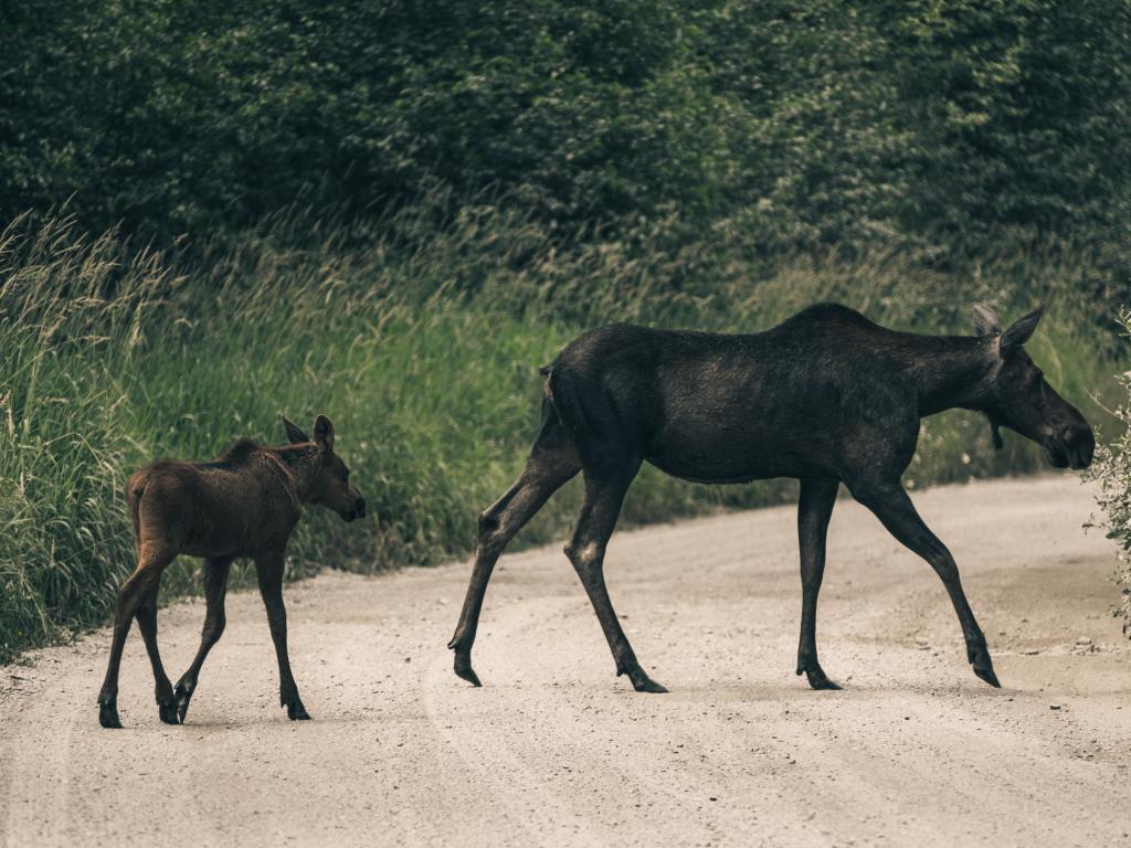 Dark-colored moose and calf crossing a dirt road in the forest