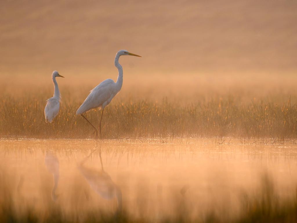 Two Great White Egrets stand in De Soto National Wildlife Refuge at sunrise with an orange glow all around
