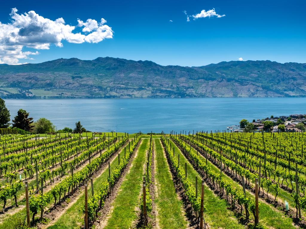 Rows of grapes lead down to the waters of Okanagan Lake near Kelowna, with the Rocky Mountains, blue sky and white clouds in the background.
