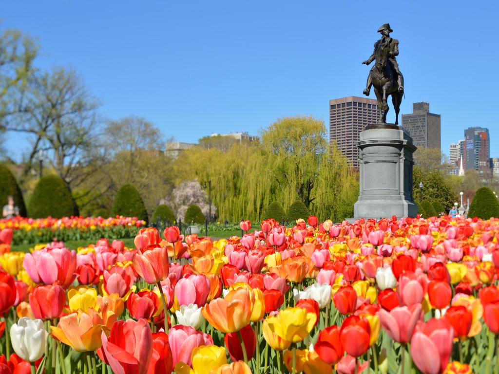 Boston Public Garden. George Washington Statue surrounded by tulips, tourists and beautiful spring colors.