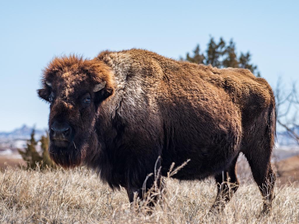 A wild Bison with shaggy fur roams in Badlands National Park in the winter in South Dakota