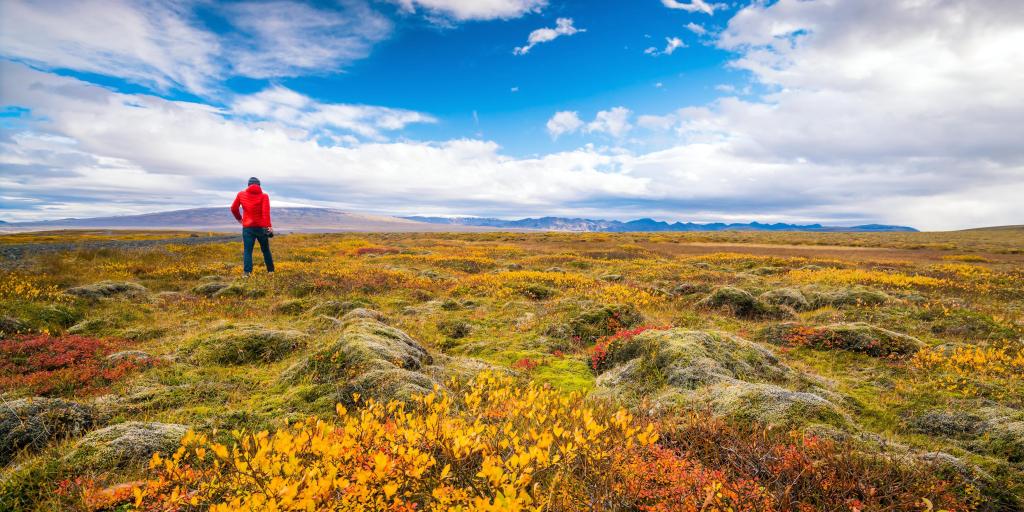 A man standing back to the camera in a field covered by autumn colours, Iceland