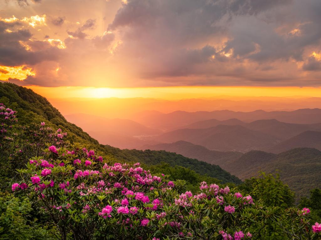 View across forested mountains with pink Catawba Rhododendron in the foreground and vibrant sunset light