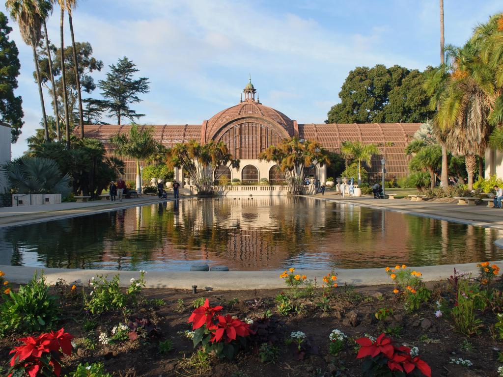 Red Poinsettia flowers begin to bloom in Balboa Park, San Diego in winter