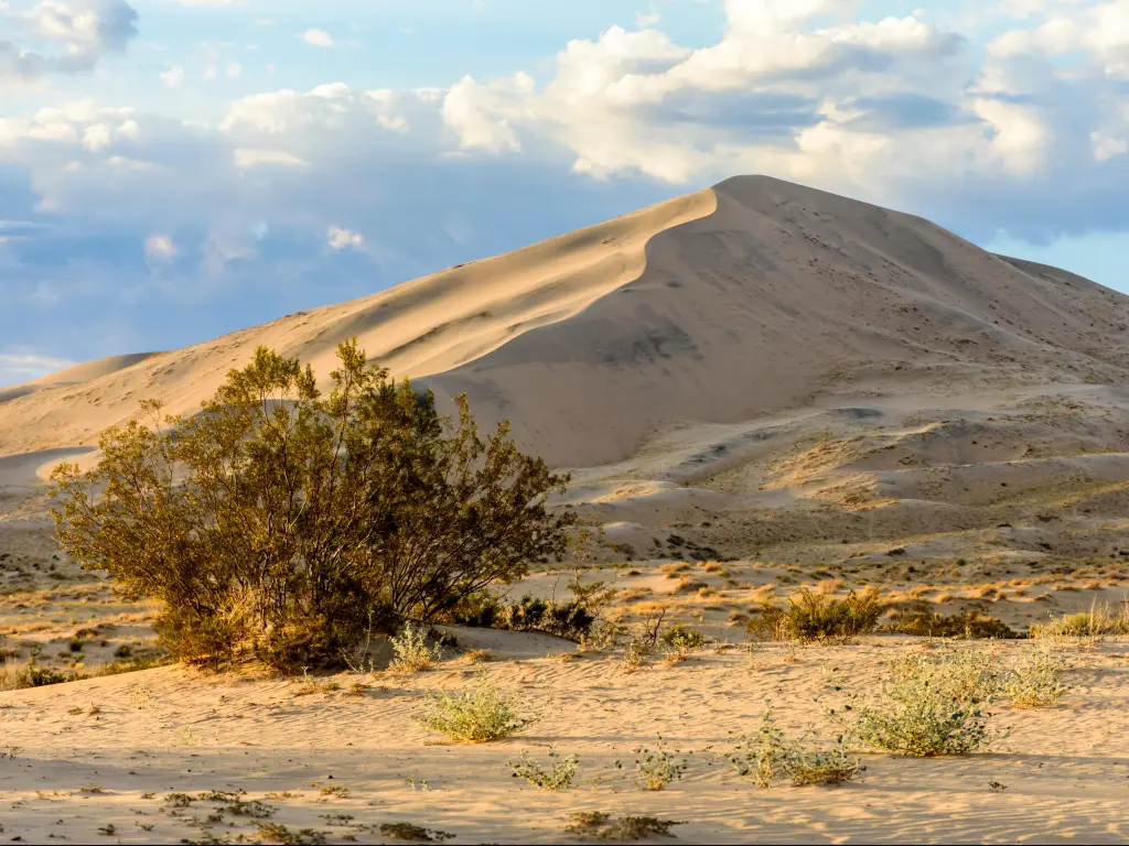 Mojave National Preserve, California with golden light on the sand dunes in the background and shrubs in the sand in the foreground with a cloudy blue sky above.