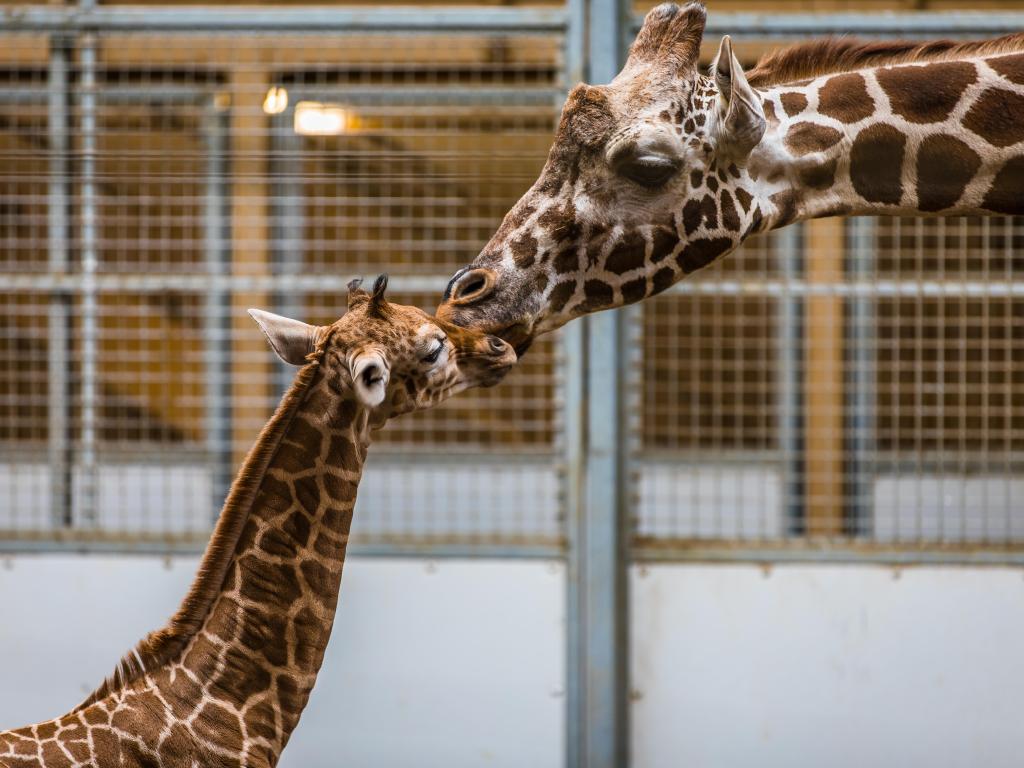 Mother and baby Giraffe embrace by touching noses in their enclosure at Omaha Zoo