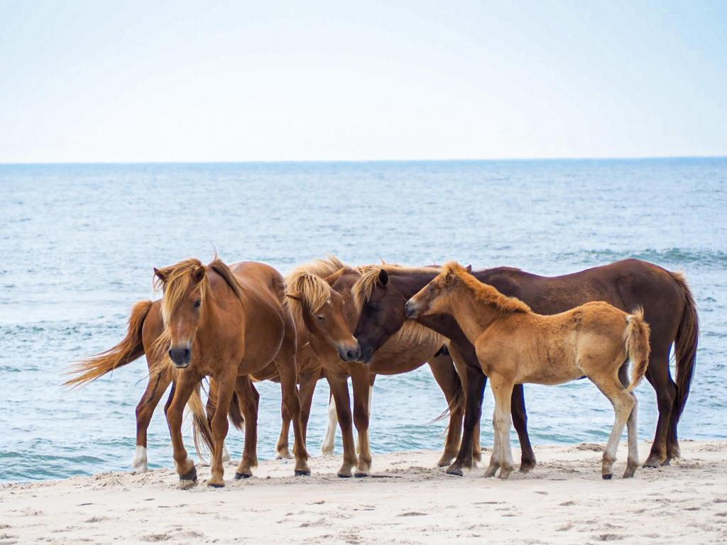 Wild ponies stand in a group on the beach at Assateague Island, Chincoteague