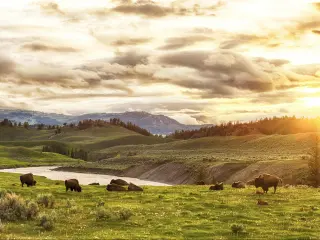 Herd of adult and baby buffaloes (bison bison) at sunset time. Yellowstone National Park, Wyoming, USA