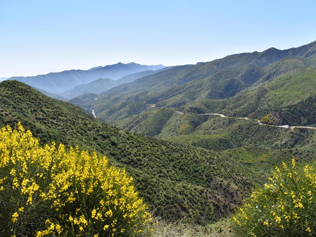 Los Padres National Forest, USA with a view of Highway 33 at Los Padres National Forest, yellow flowers in the foreground looking at the tree-coverd valleys below on a sunny day.